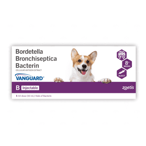 Zoetis Vanguard B Injectable Bordetella (5x10 Carton)
